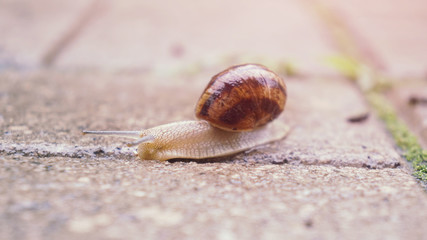 Snail on the walkway after the rain