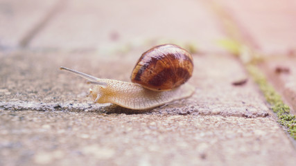 Snail on the walkway after the rain