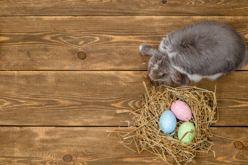 Easter rabbit with a nest full of colorful eggs on wooden background. Top view. Empty space for text