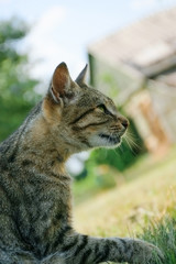 tabby cat walking away