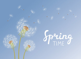 Lettering Spring Time. Dandelions with flying seeds on blue sky.