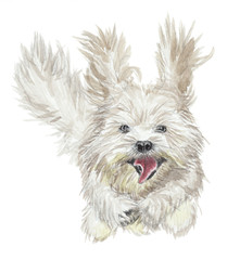 Watercolor illustration - Funny running dog - Bichon Havanais figure