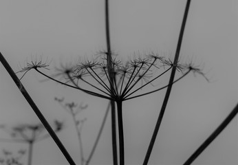 grass and sky