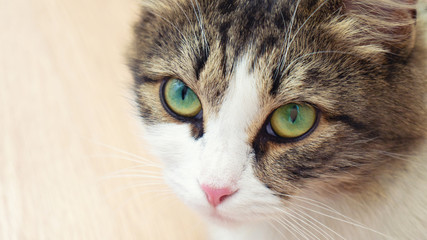beautiful domestic cat with big green eyes