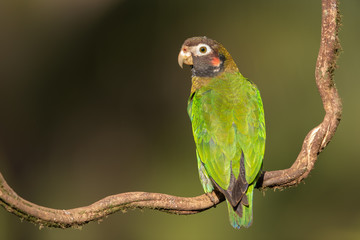 Brown-hooded parrot in the wild