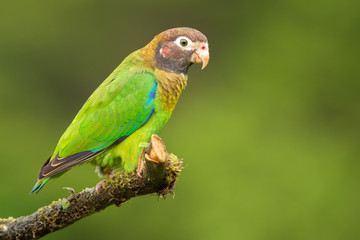 Brown-hooded parrot in the wild