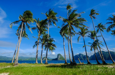 Coconut trees on Coron Island, Philippines