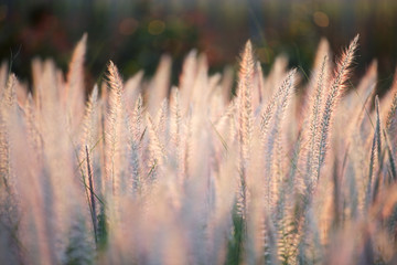 Fototapeta premium field of white reeds flower grass background.