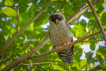 Black-and-white owl in the wild