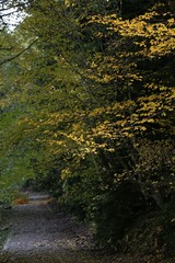 Autumn forest and village photos.savsat/artvin turkey 