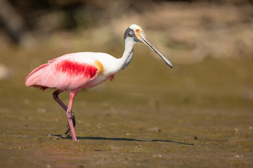 Roseate spoonbill in the wild