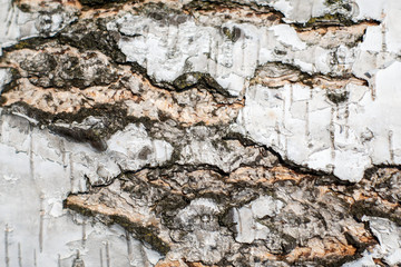 white birch bark. wood texture. background