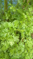 background beautiful light green leaves