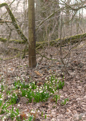 Märzenbecher - Leucojum vernum - Natur