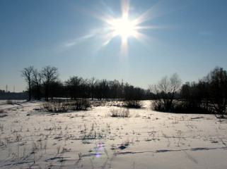  Frosty winter morning in the forest