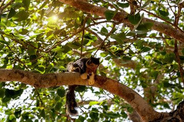 Black Giant Squirrel.