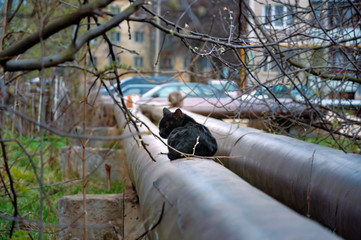 Homeless animals series. Stray cat on a thermal pipe it is heated. Cats and veterinary medicine. The problem of street animals. Treatment of cats