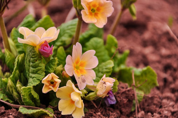 Perennial primrose or primula in the spring garden. Spring flowers, primula polyanthus. Primroses in spring woods. The beautiful colors primrose flowers garden