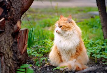 Homeless animals series. Red stray cat in green grass. Cats and veterinary medicine. The problem of street animals. Treatment of cats