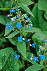 Forget-me-not tender flowers and green grass. Bright bunches of blue flowers young forget-me in spring park close up