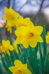 Yellow daffodils blooming in the garden close up, vertical picture
