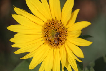 Obraz premium Une abeille dans une fleur de tournesol
