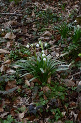Obraz premium Frühling