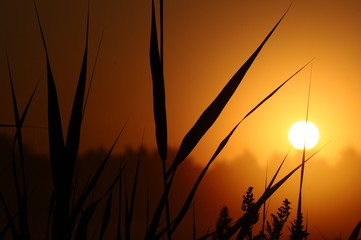 sunset over wheat field