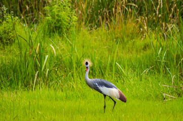 Two Royale cranes in a grass and reed meadow