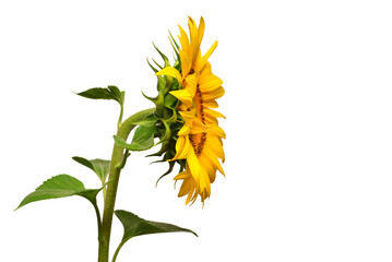 Sunflower turned sideways isolated on white background. Sun symbol. Flowers yellow, agriculture....