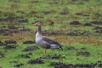 Obraz na płótnie Canvas Animal goose bird nature outdoor