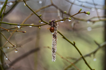 tree drop rain nature outdoor