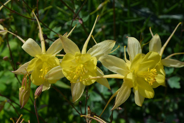 Close up of yellow Aquilegia Vulgaris, European columbine flowers in garden in a sunny spring day