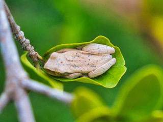 frog on green leaf