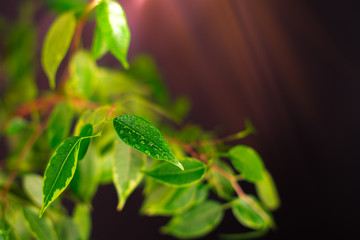 Green branch of a room flower close-up on a dark background