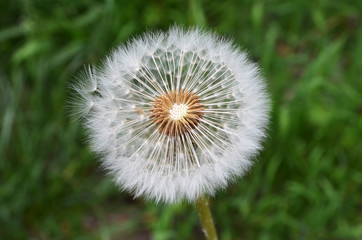 Close up of a dandelion flower puff in a spring garden on green blurred background