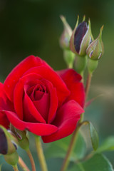 赤いバラの花とつぼみ