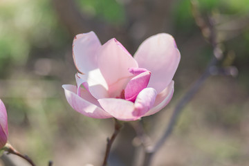Incredibly beautiful soft pink magnolia