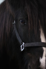 czarny koń © Magorzata