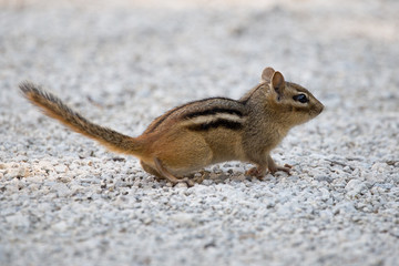Least Chipmunk on gravel