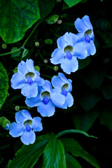 Fototapeta na wymiar Blue trumpet vine flower - Laurel Clock vine