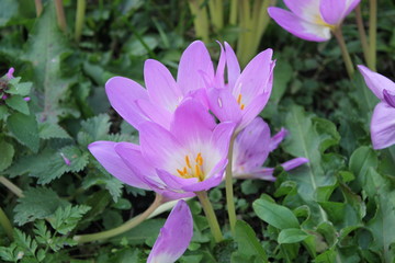 crocuses bloom