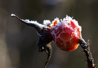 Fototapeta premium frost auf der Frucht
