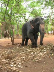 Indian elephants tied to a chain