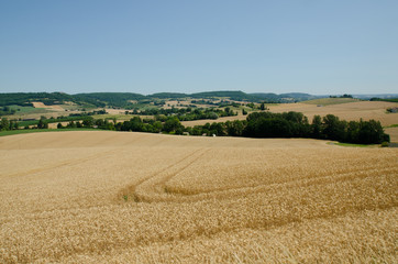 Fototapeta na wymiar Field of wheat in the French countryside
