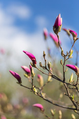 The buds of a blooming pink magnolia