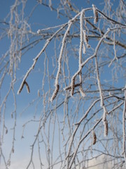  frozen birch