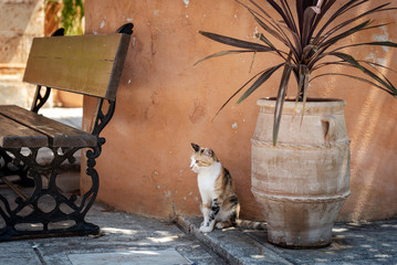 Wild cat is sitting near ceramic flower pot. Crete island, Greece