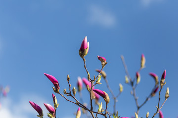 The buds of a blooming pink magnolia