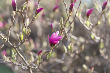 A blooming magnolia bush